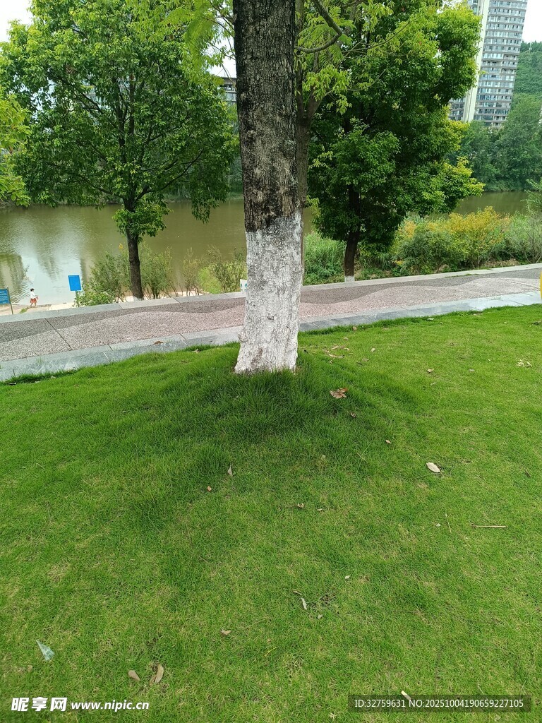 公园草坪旁的树木景观