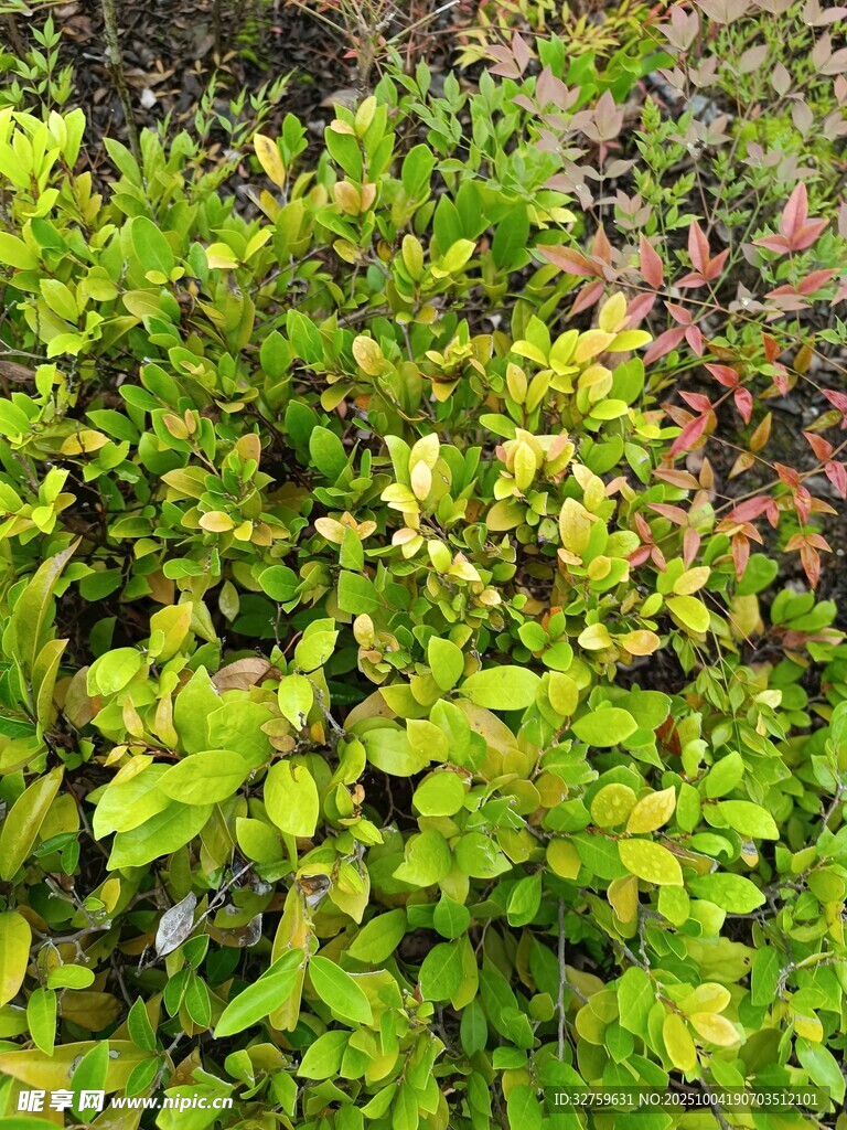翠绿繁茂的灌木丛