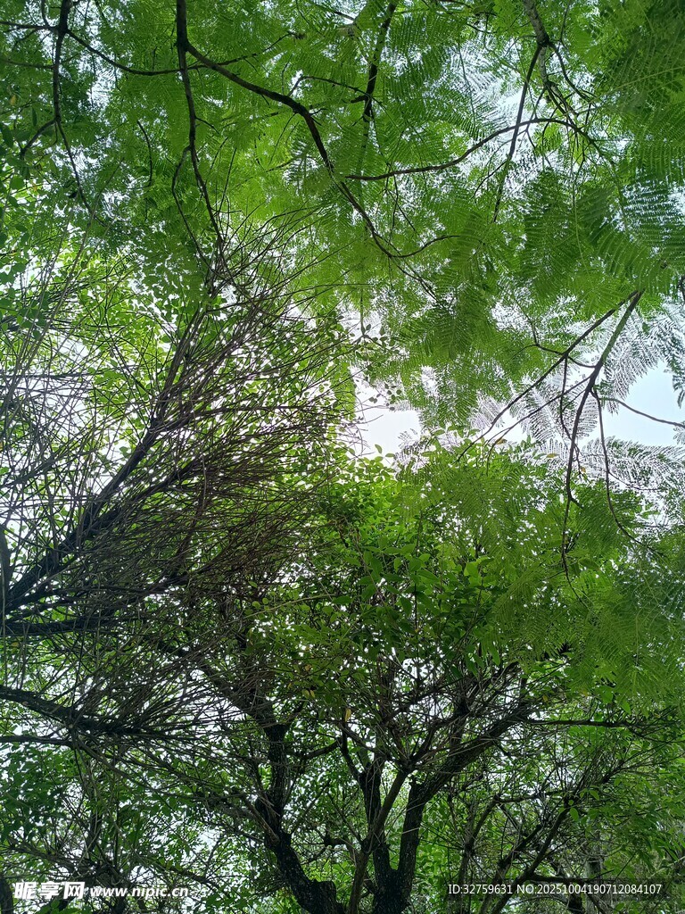 繁茂绿树间的天空一角