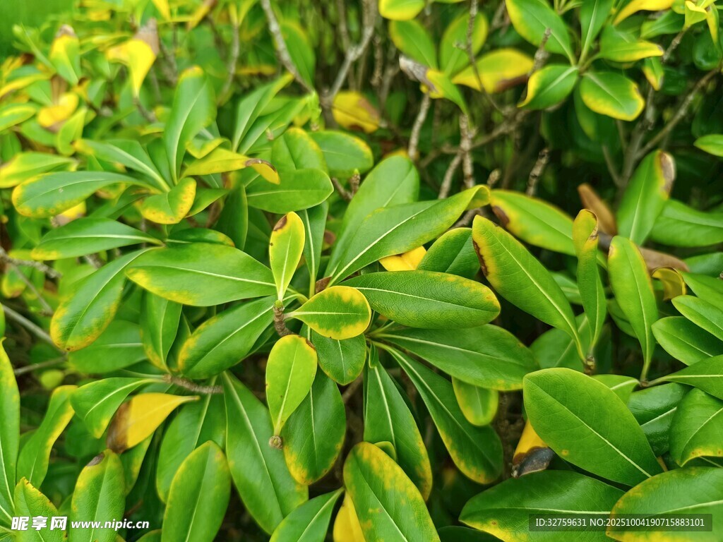 翠绿繁茂的植物叶片