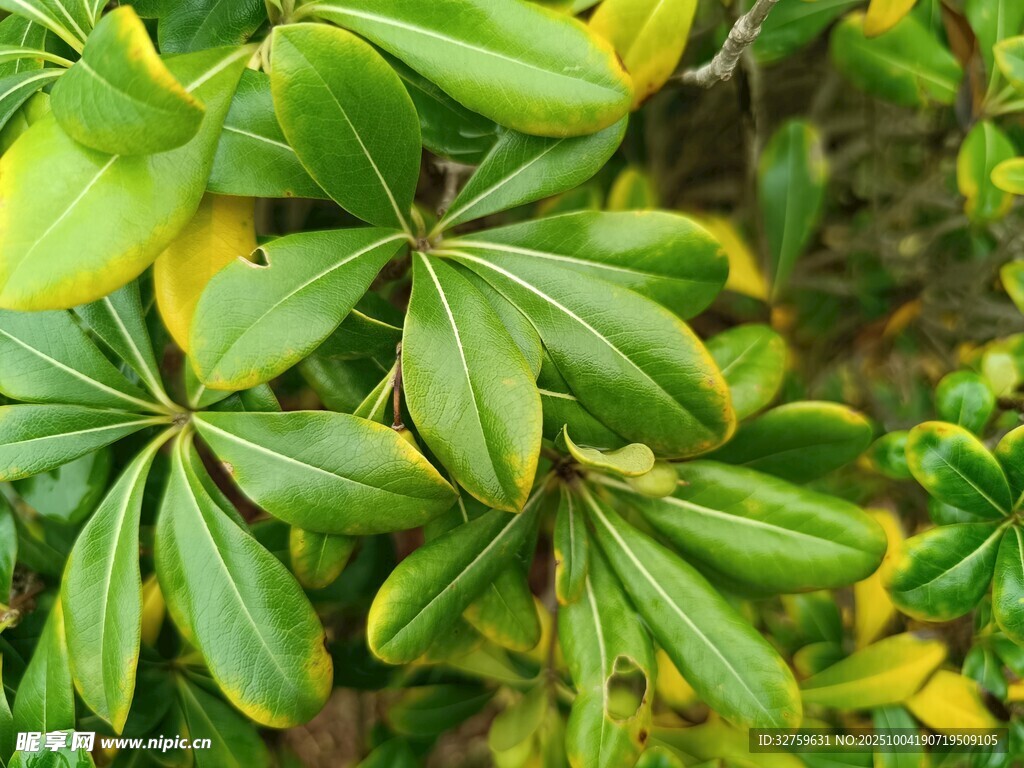 翠绿繁茂的多叶植物