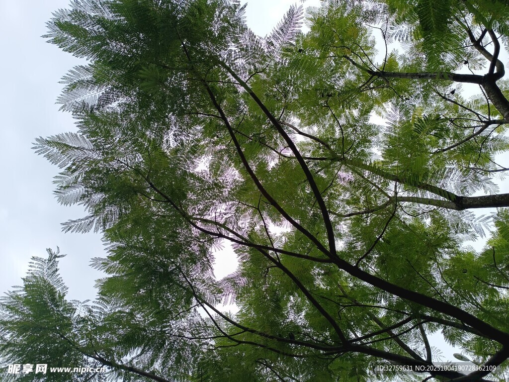 仰视葱郁树木枝叶