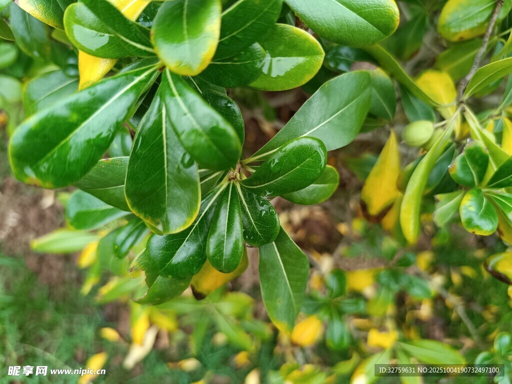 翠绿叶片的植物特写