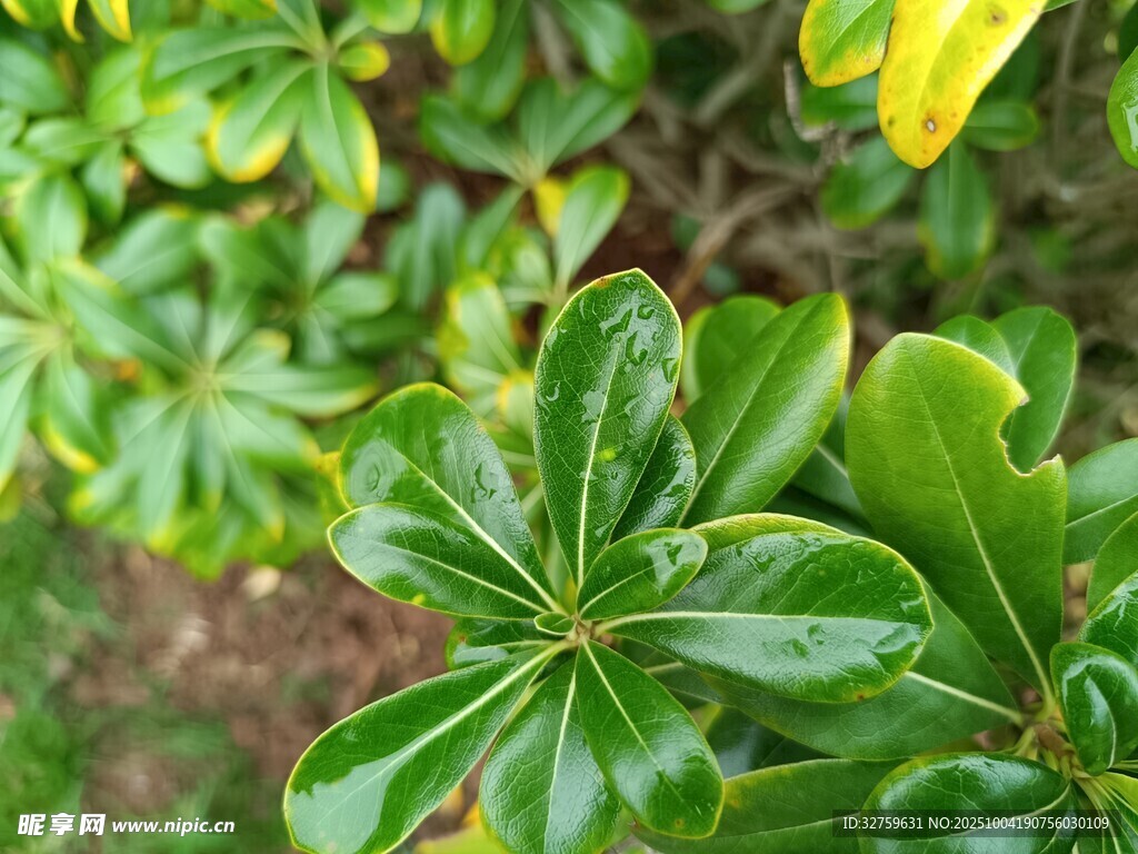 翠绿叶片上的晶莹水珠