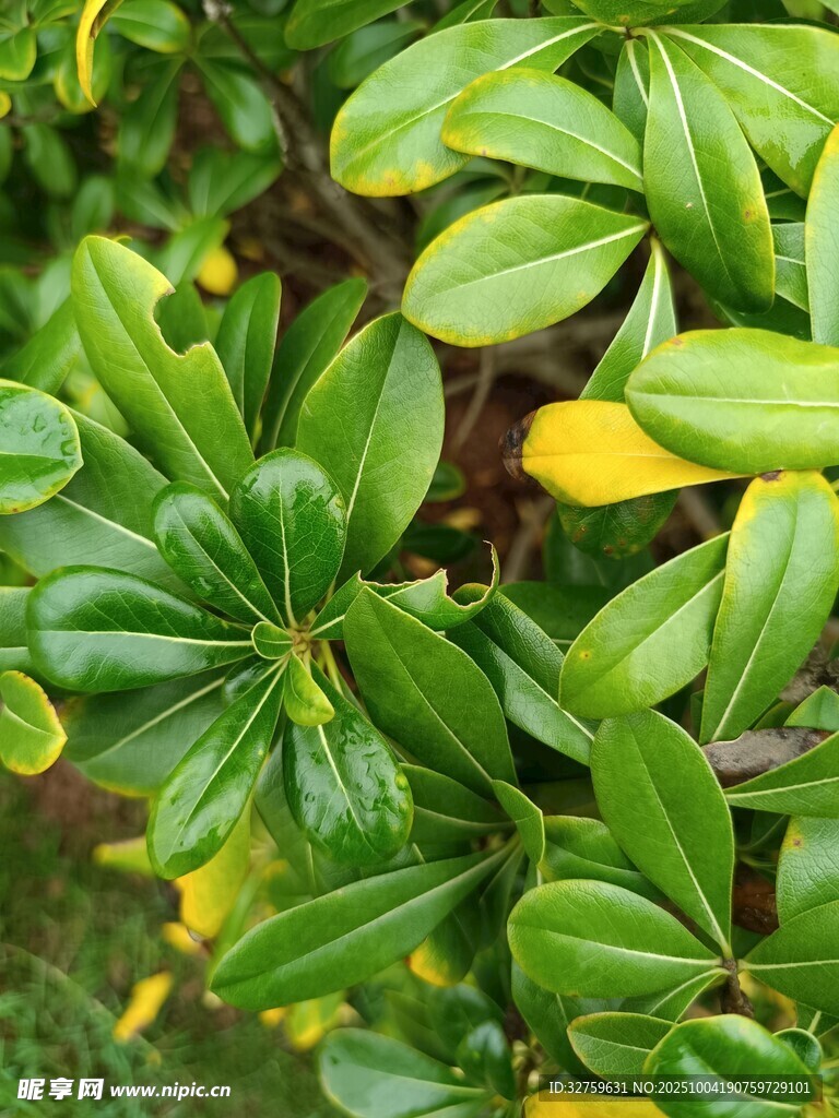 翠绿叶片的生机植物