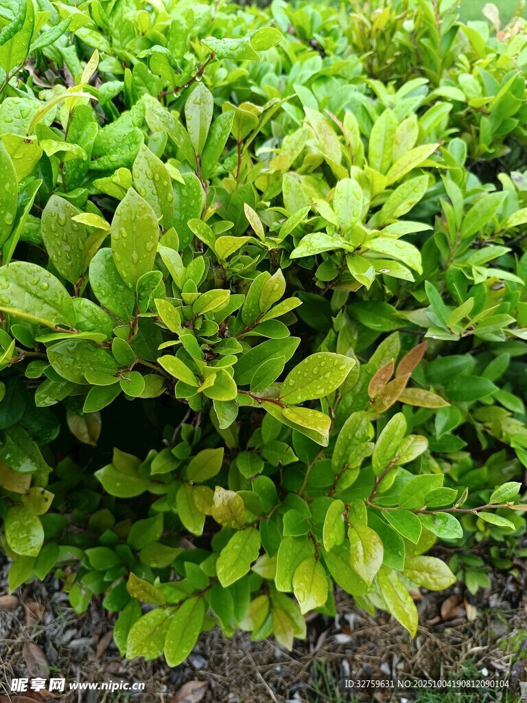 翠绿繁茂的灌木丛