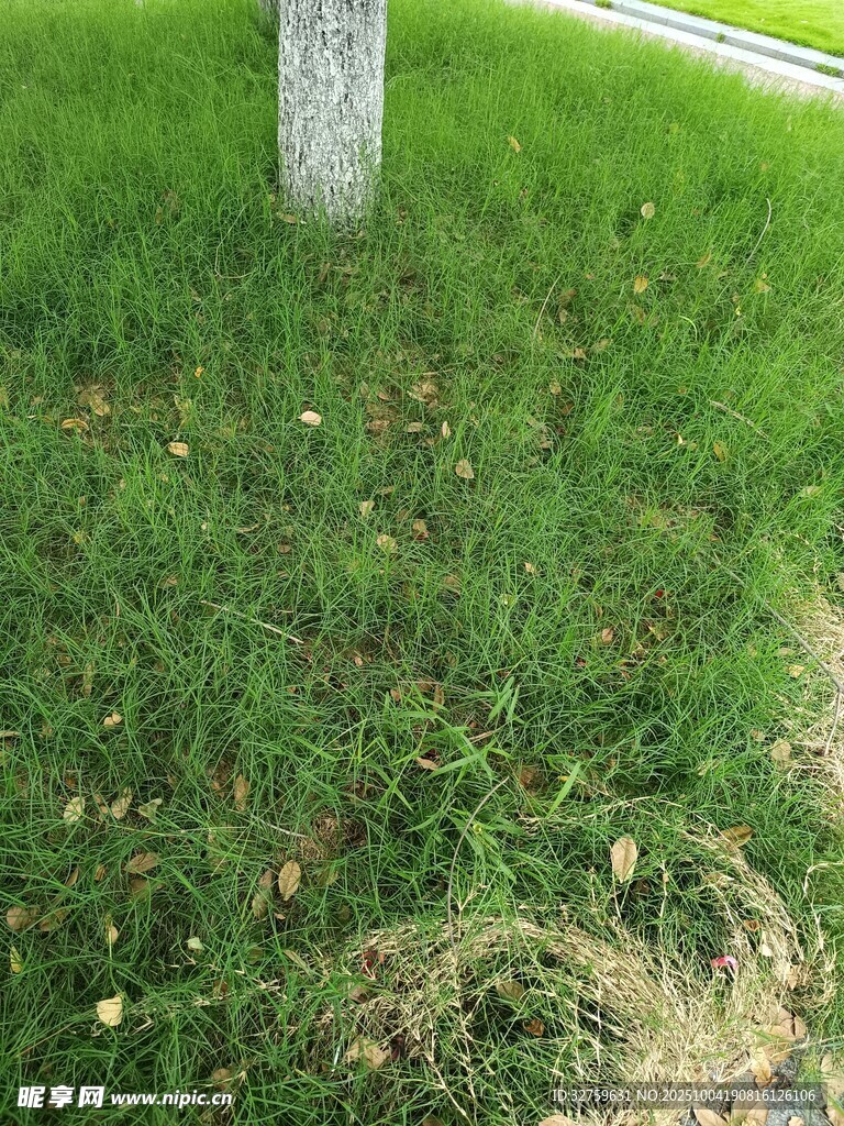 树下翠绿草地景象