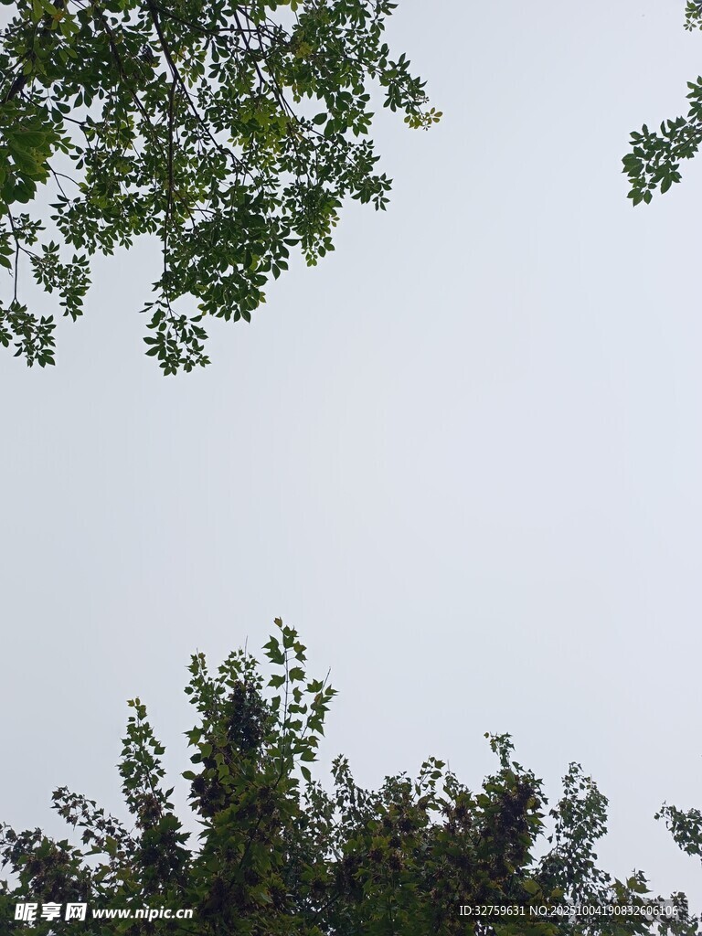 仰视绿树与天空
