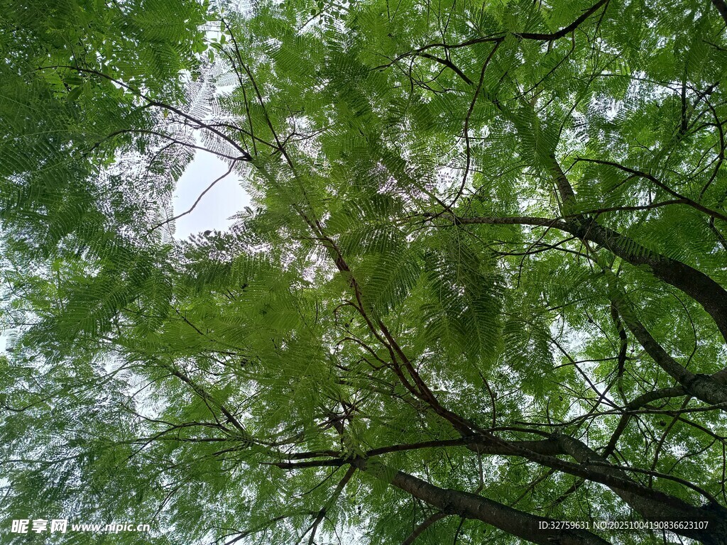 仰视茂密翠绿的树冠
