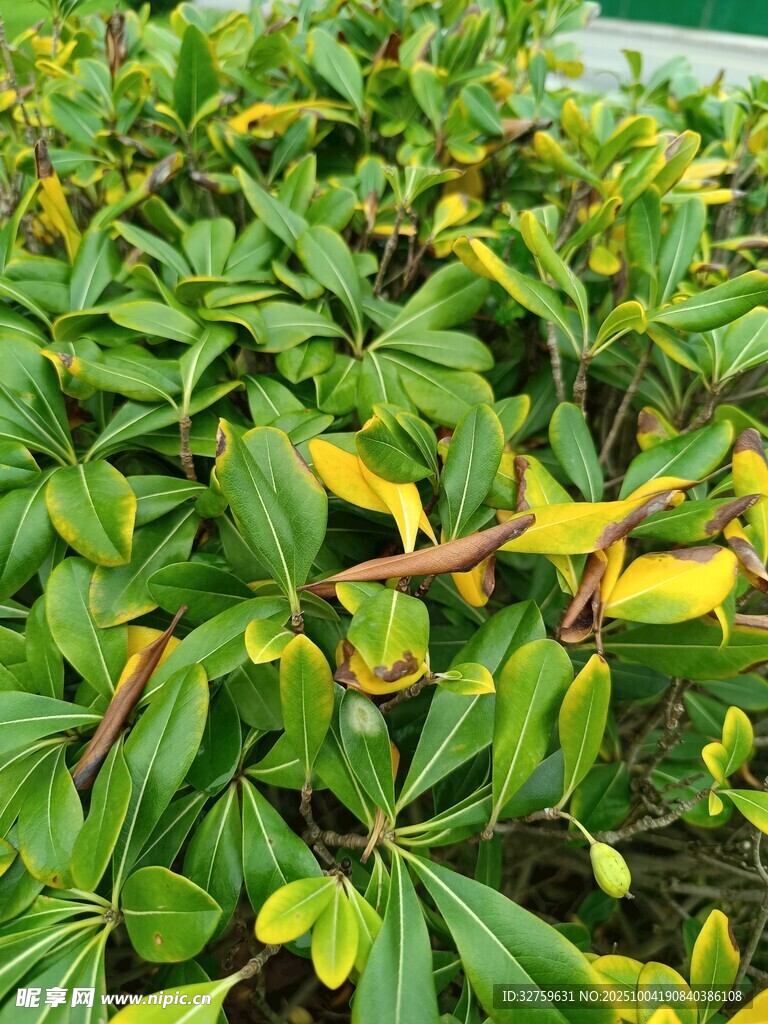 绿叶植物特写