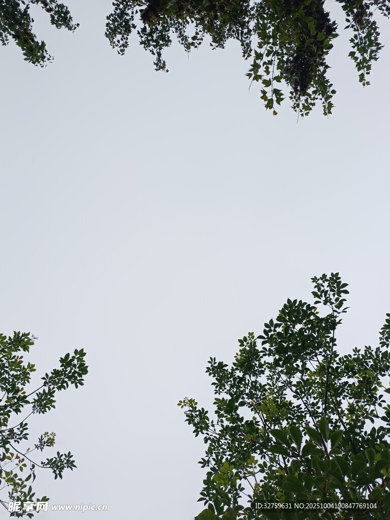 仰视绿树与灰白天空
