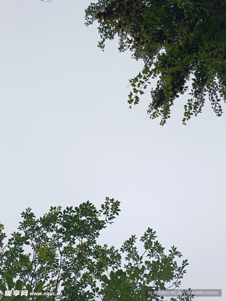 仰视绿树与天空景象