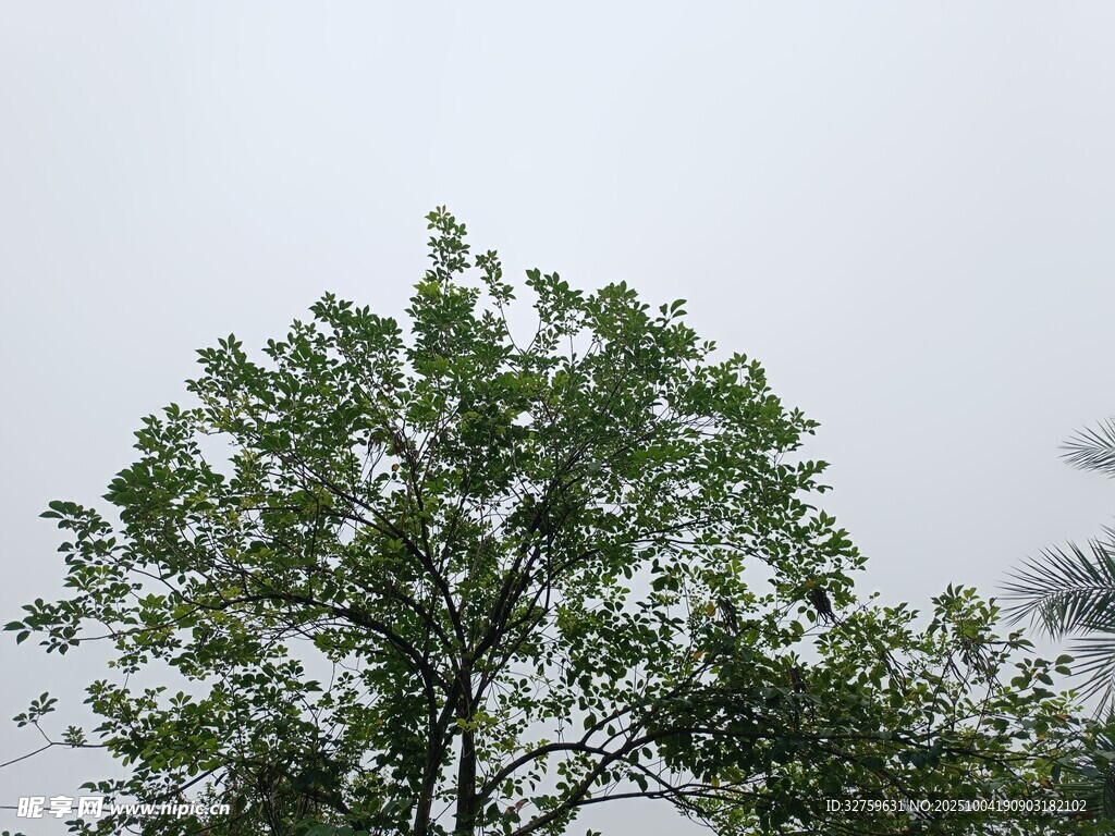 绿叶繁茂的高大树木