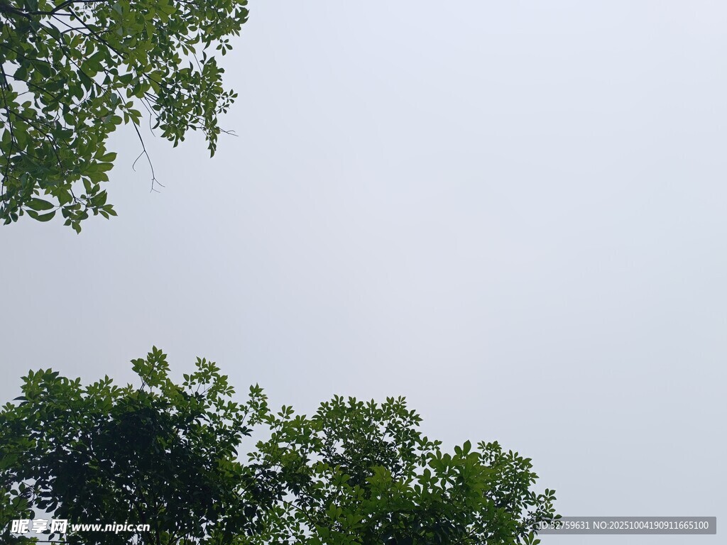 仰视绿树与天空