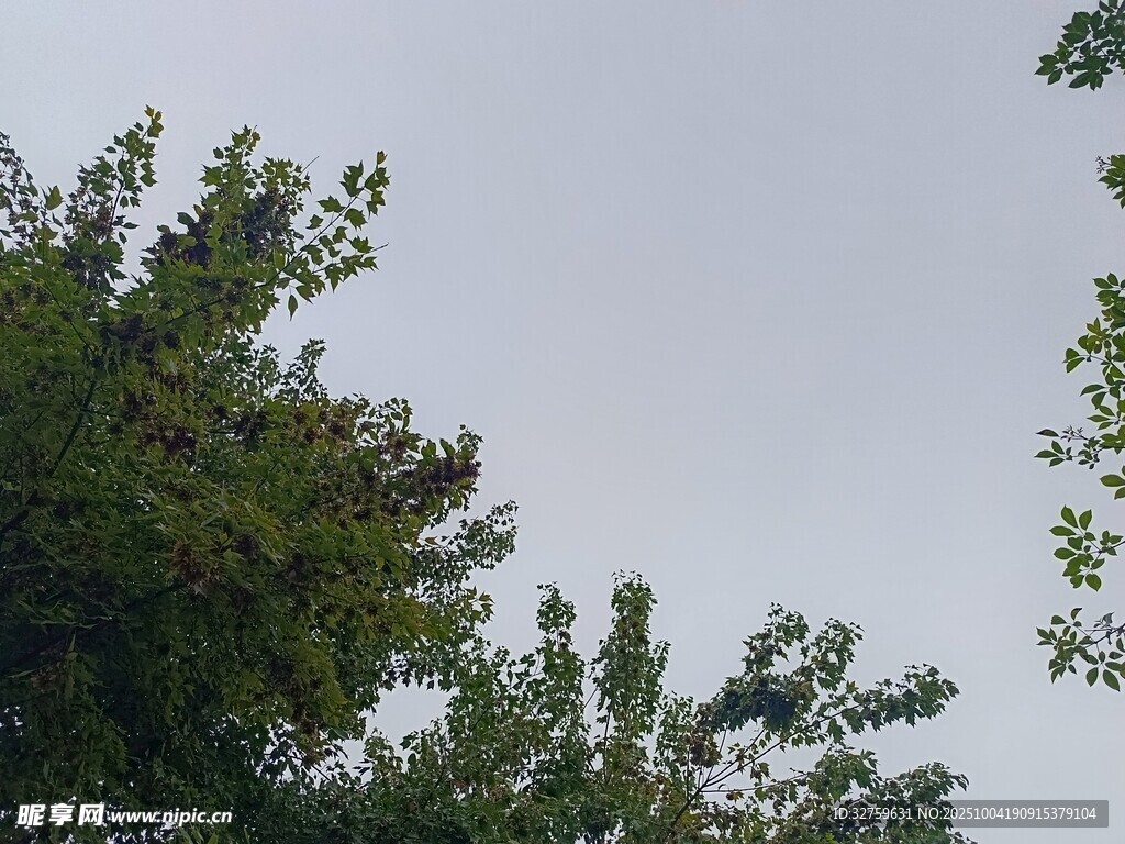 树梢之上的天空景象