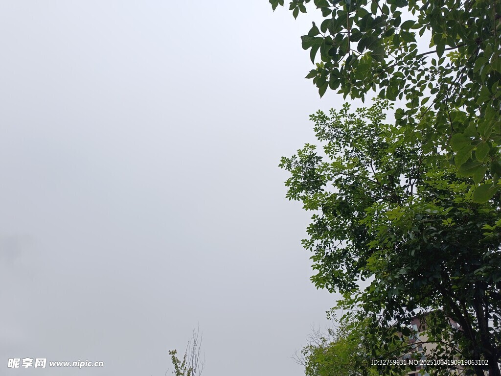 阴天中的绿树