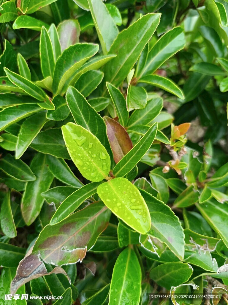 翠绿枝叶间的清新植物