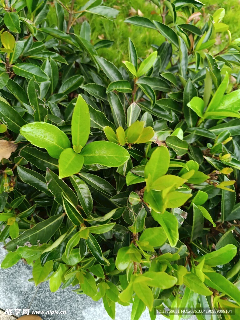 翠绿繁茂的灌木丛
