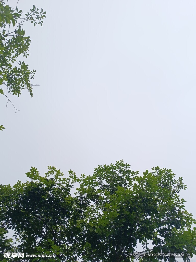 绿树映衬下的晴朗天空