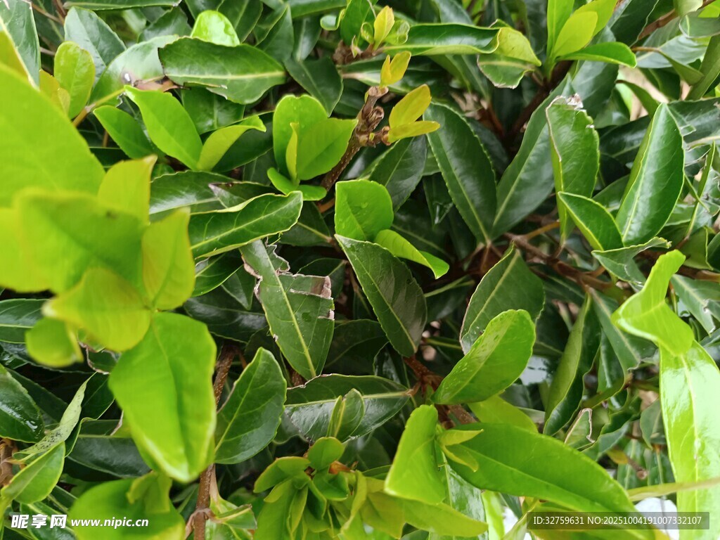 翠绿繁茂的绿植叶片