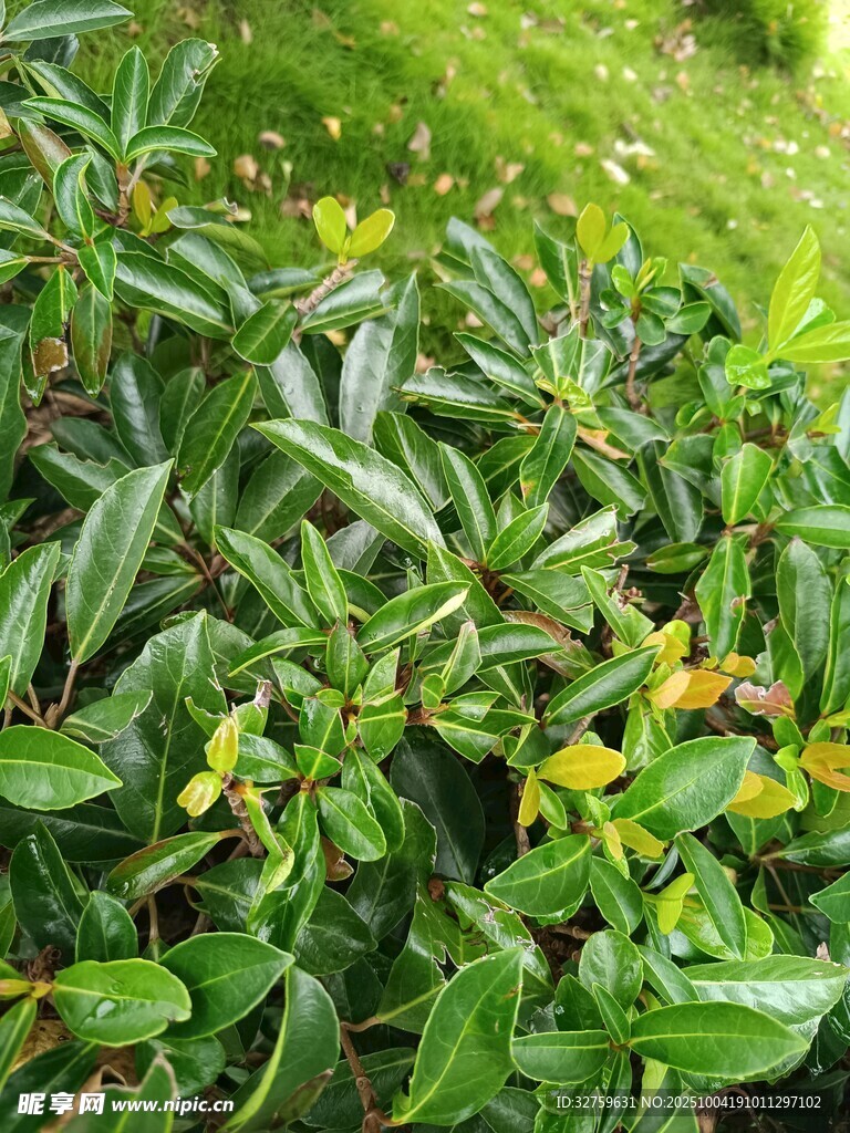 绿叶间的黄色小花植物
