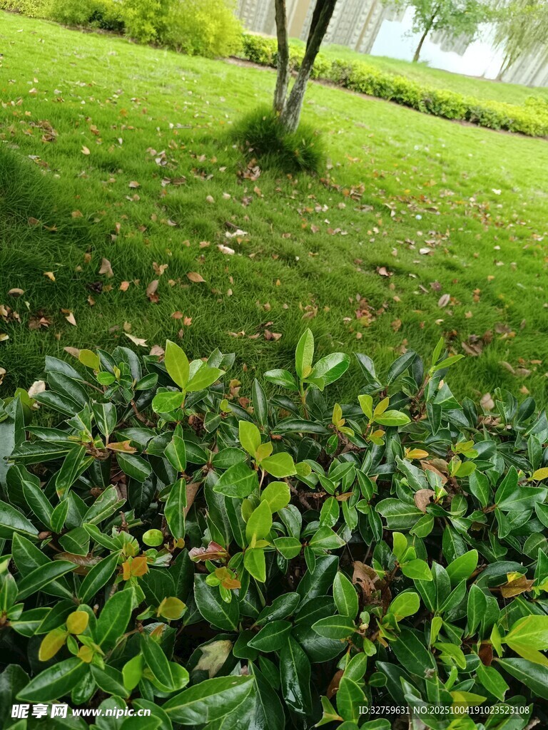 绿意盎然的草地与绿植景观