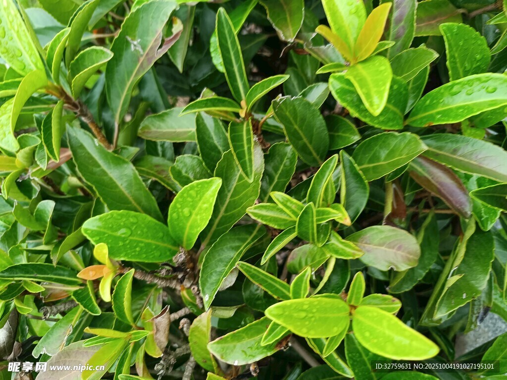 翠绿繁茂的植物叶片