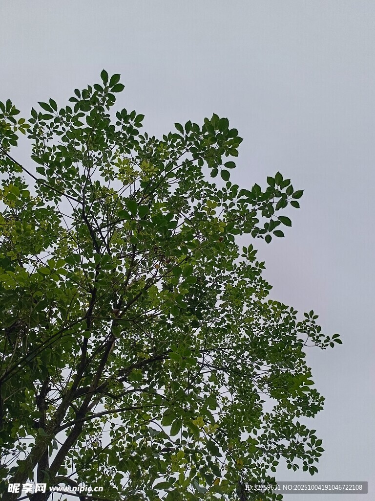 向上生长的繁茂绿树