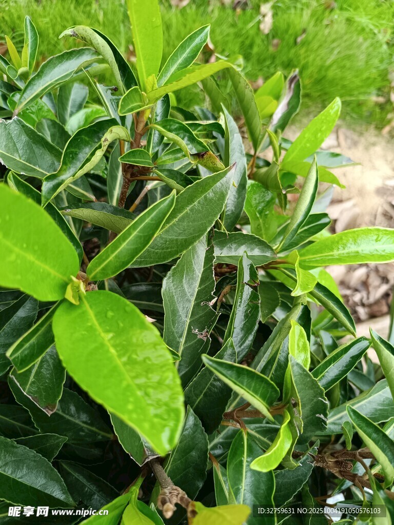 翠绿枝叶特写