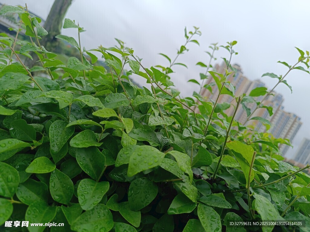 绿叶繁茂的城市绿植景观