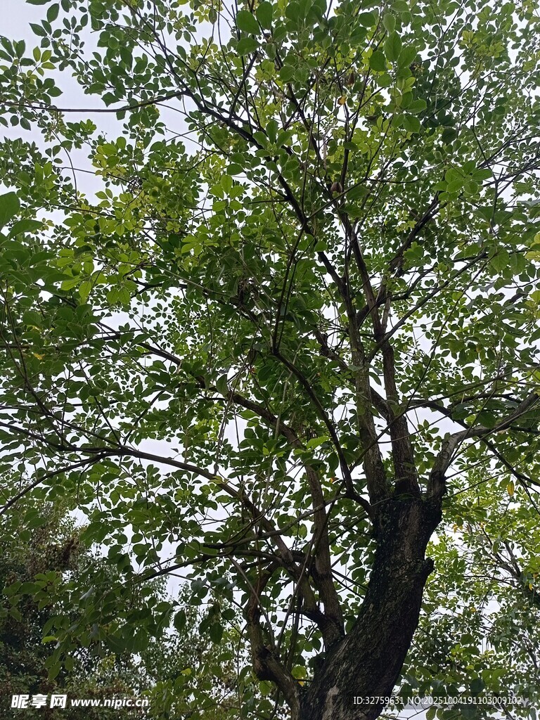 繁茂大树展现自然生机