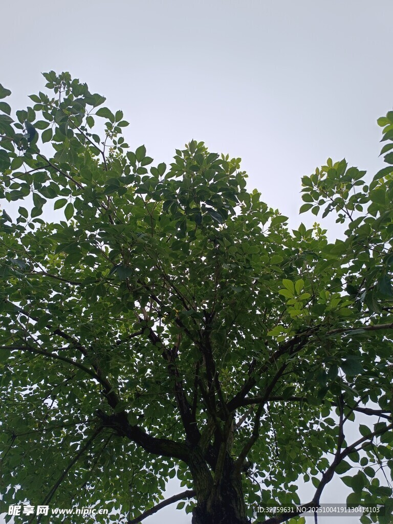 繁茂绿树