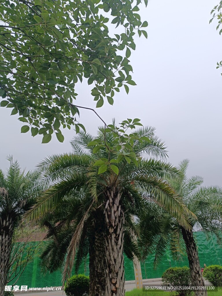 户外棕榈树景观
