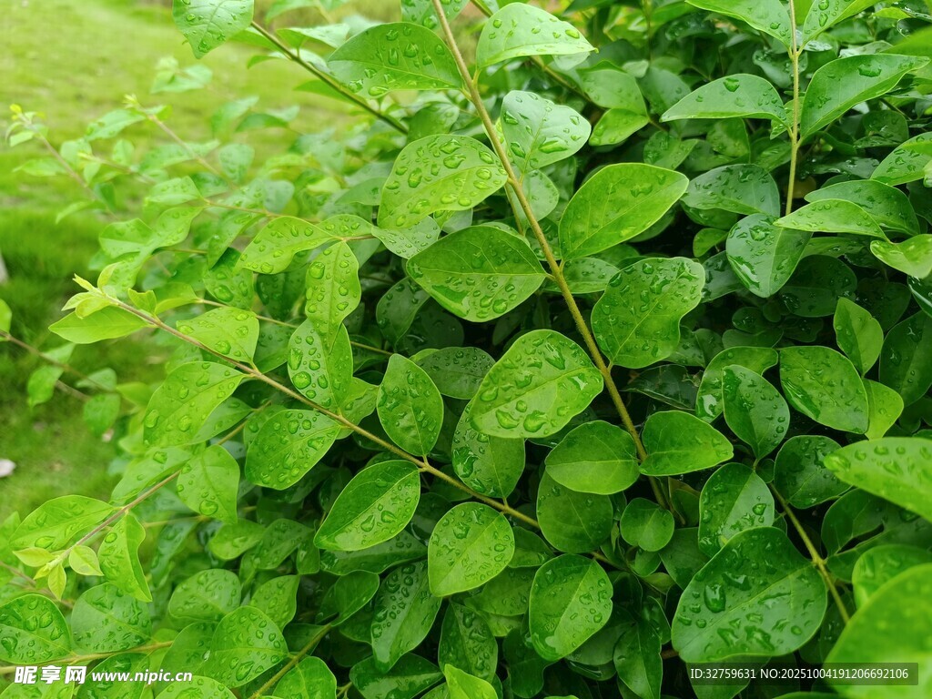 翠绿繁茂的绿叶植物