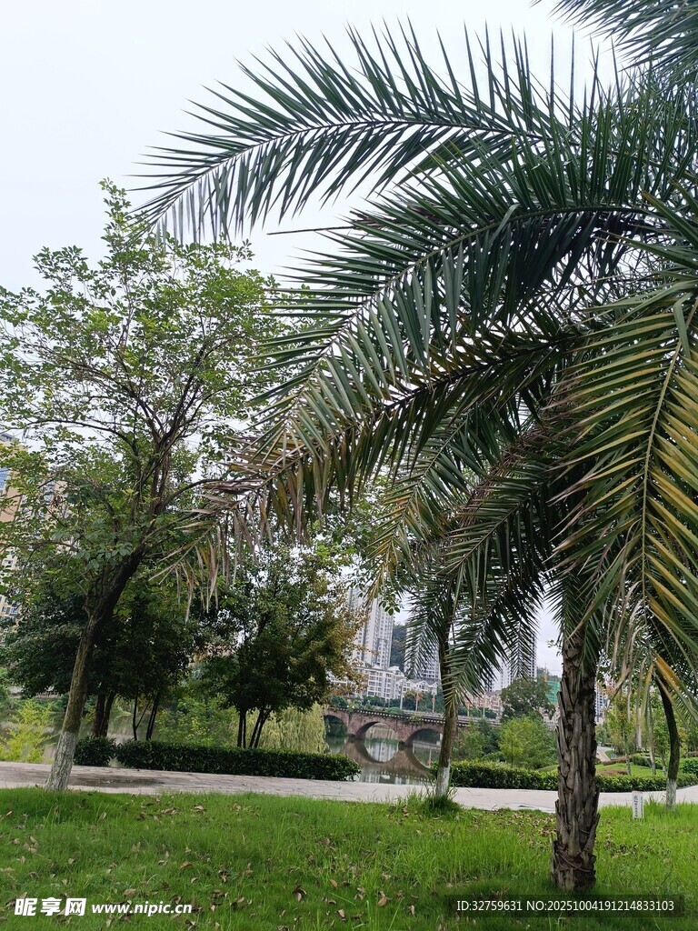 公园中的棕榈树与绿地