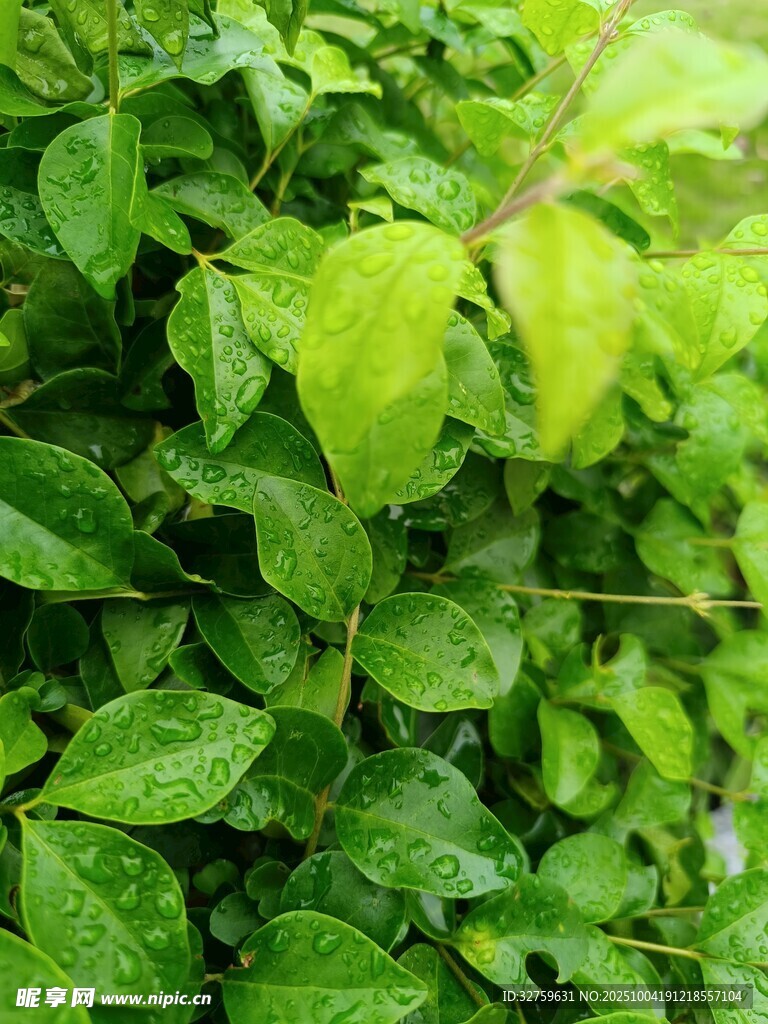 翠绿欲滴的鲜嫩植物叶片