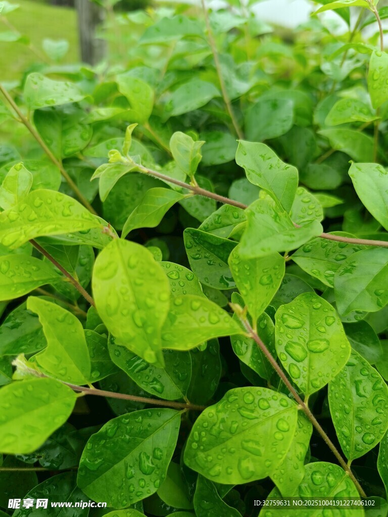 翠绿繁茂的叶片植物