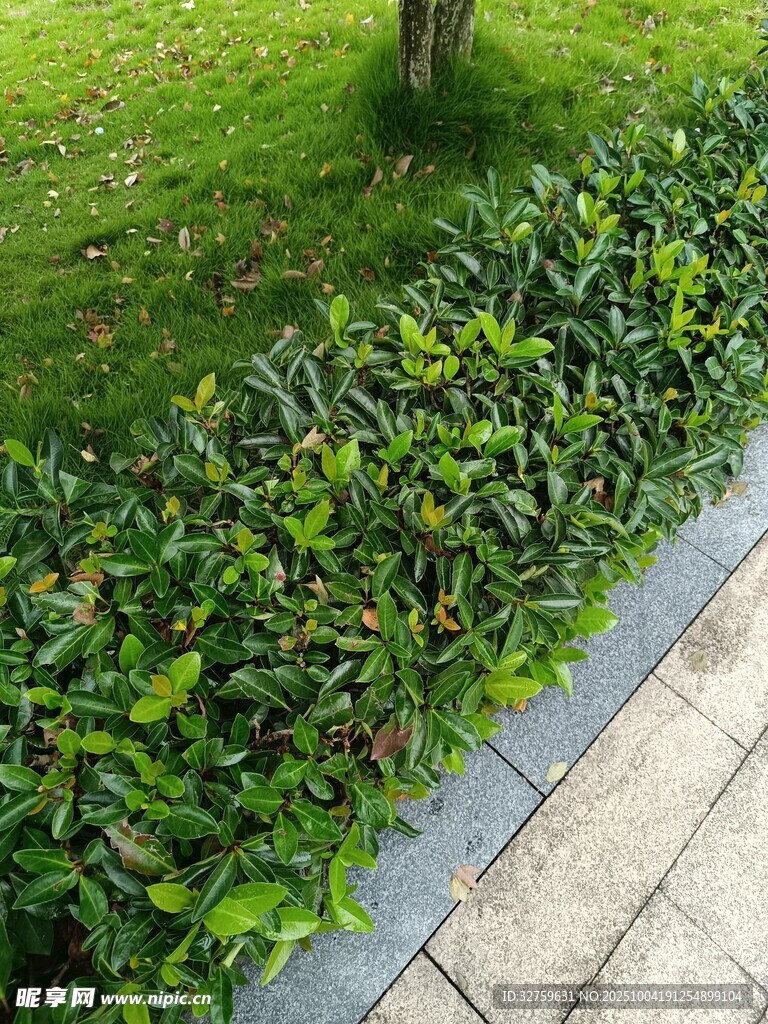 路边翠绿灌木丛景观