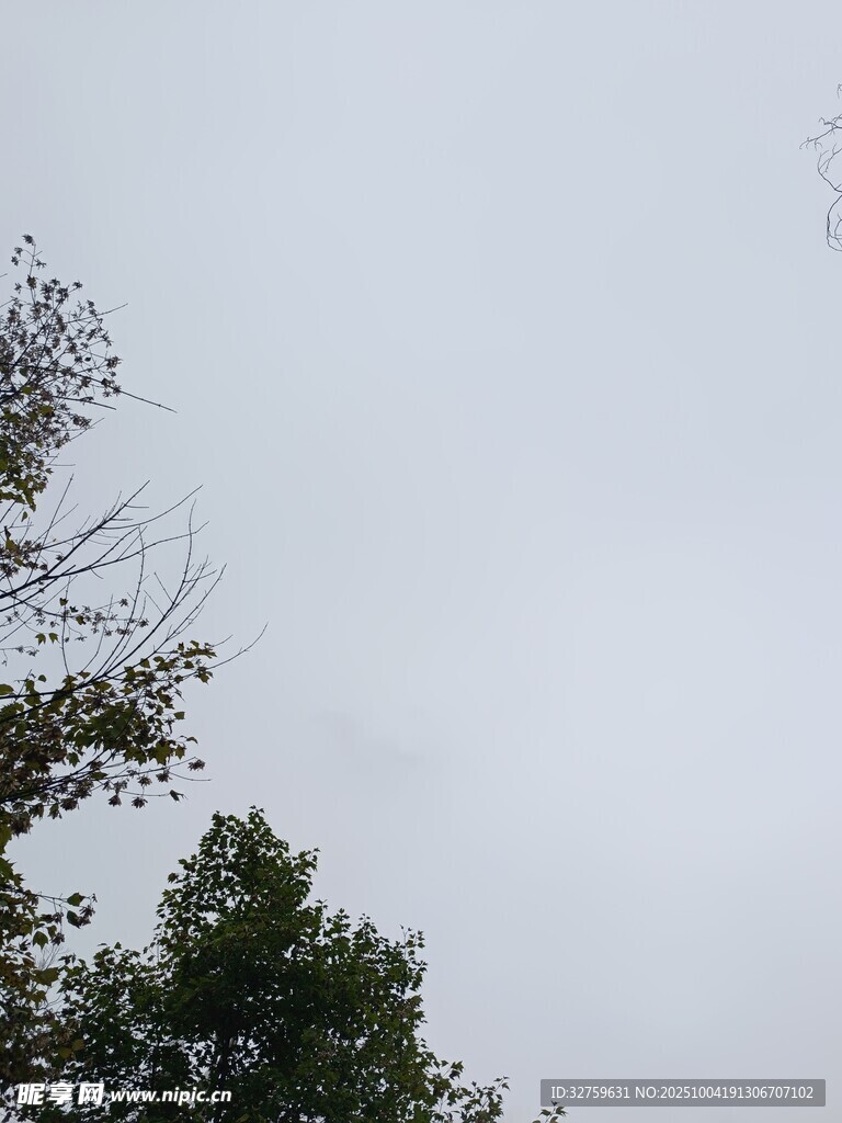树梢之上的灰白天空