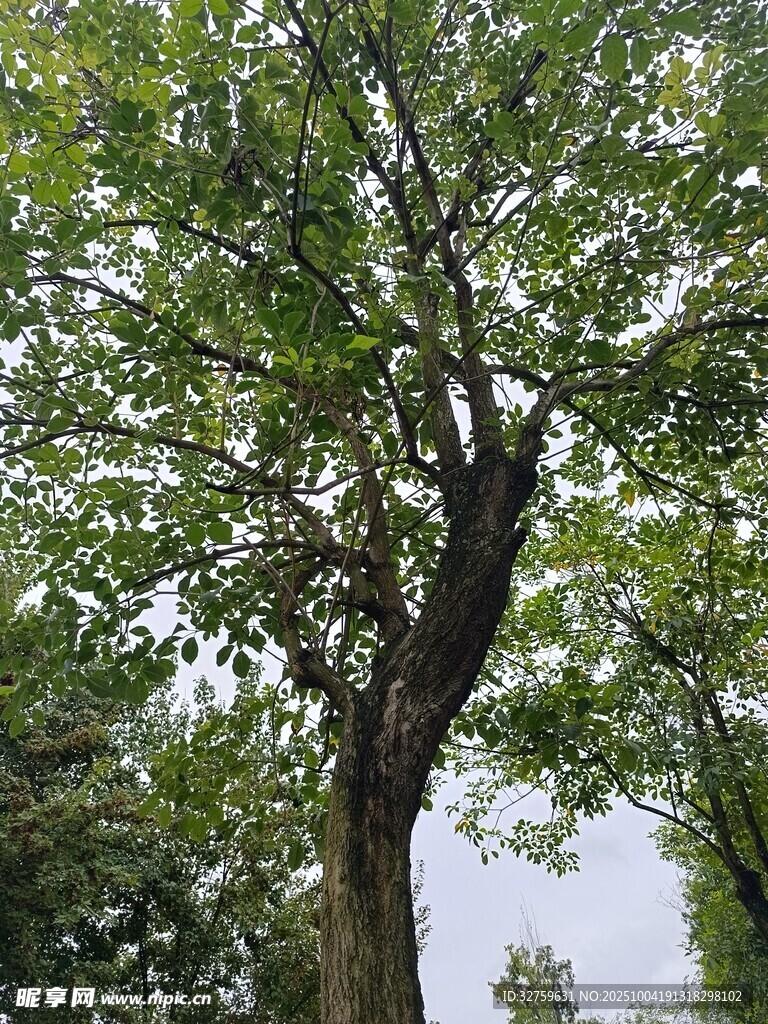繁茂大树