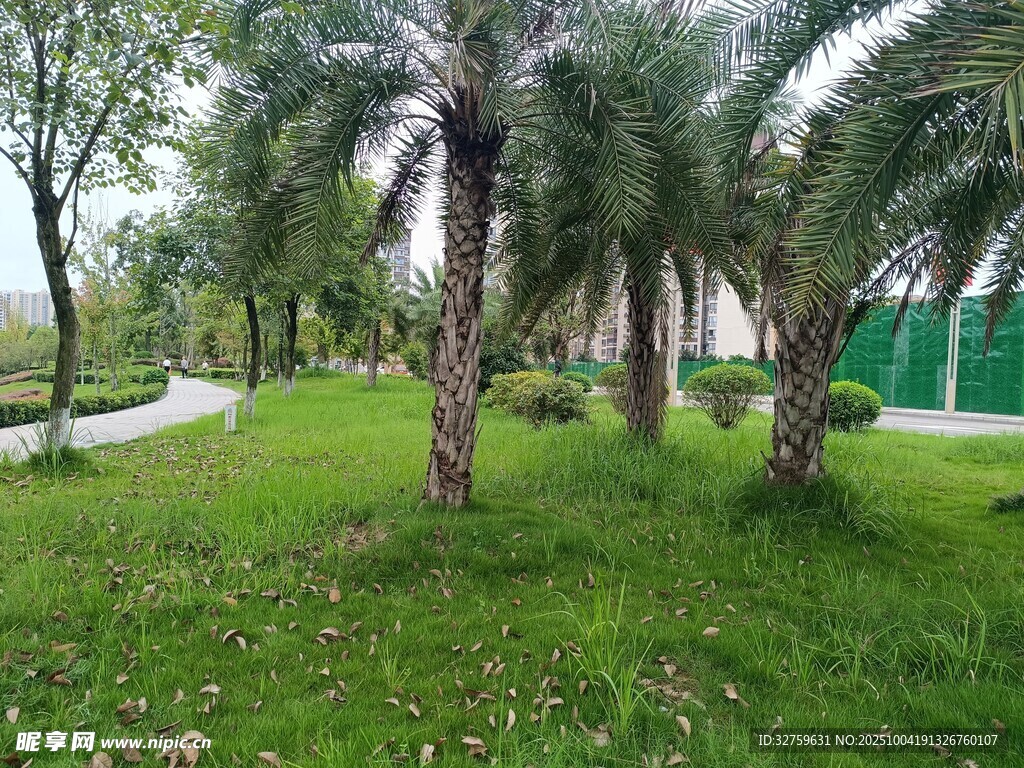 绿意盎然的棕榈树园林景观