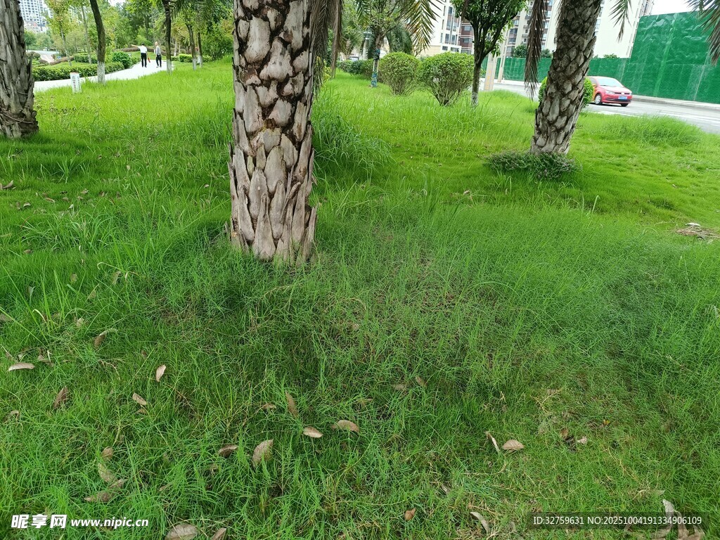 公园草地与树干景象