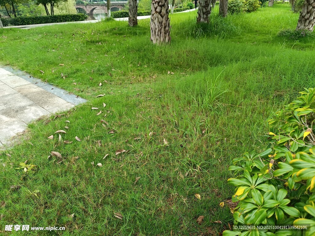 绿意盎然的户外草地景观
