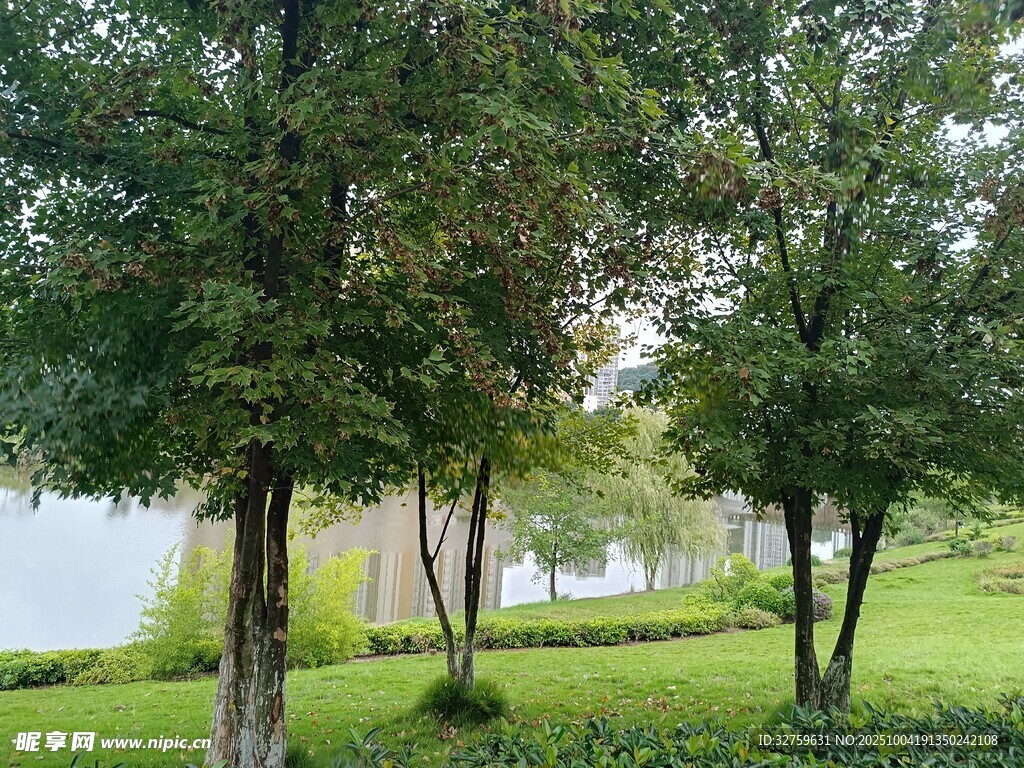 湖畔绿树成荫的静谧景致