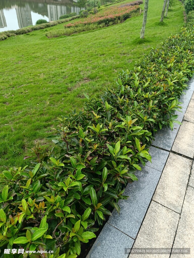路边绿植景观