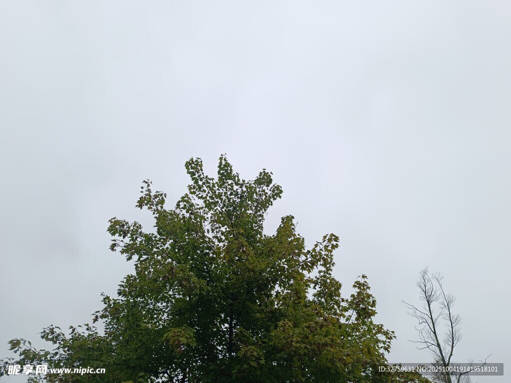 树梢上的天空