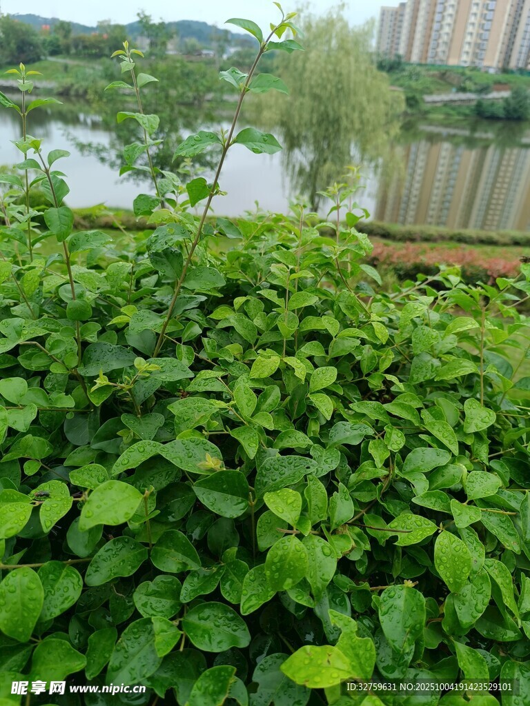 绿叶繁茂的水边植物景观
