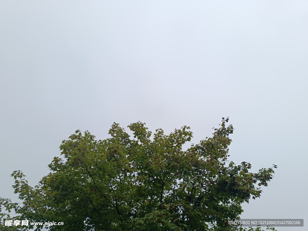 树梢上的天空
