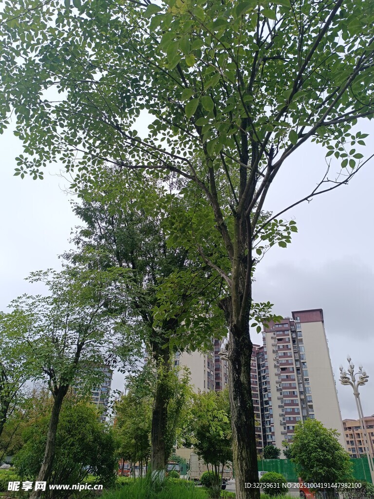城市公园中的葱郁树木