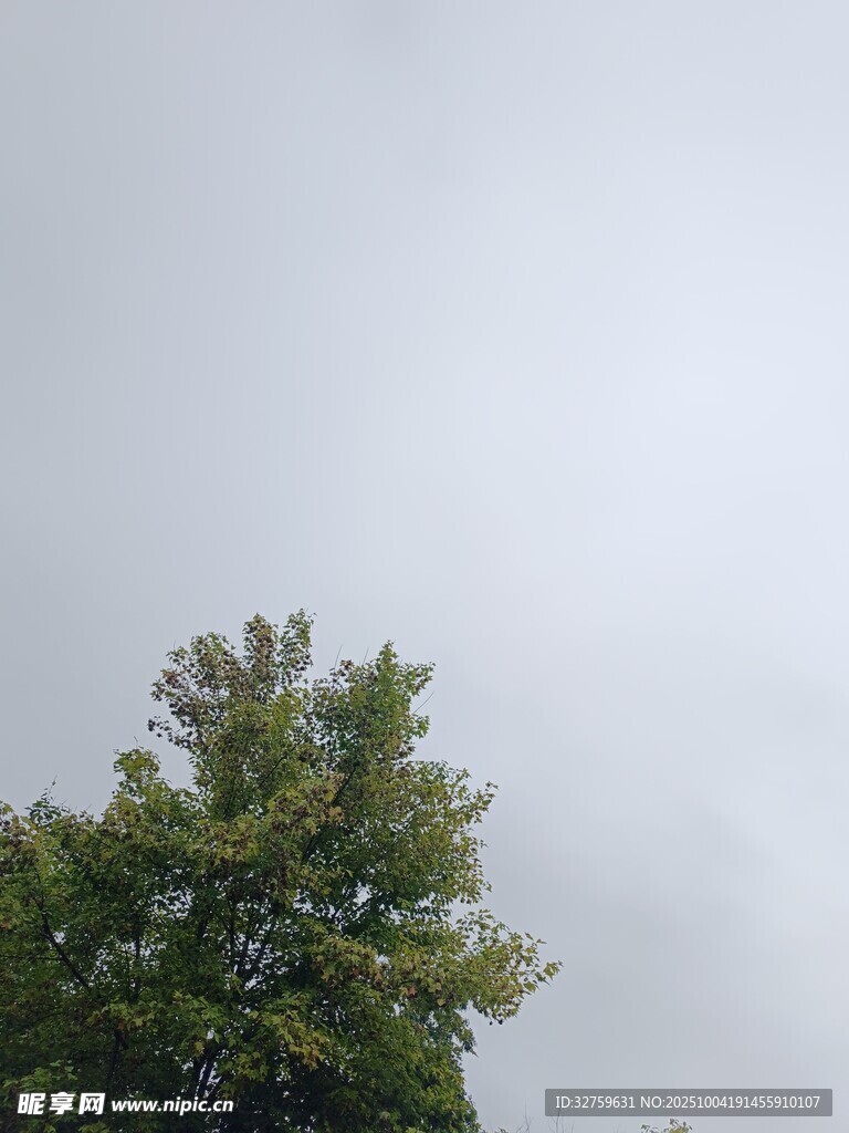 树梢之上的灰白天空